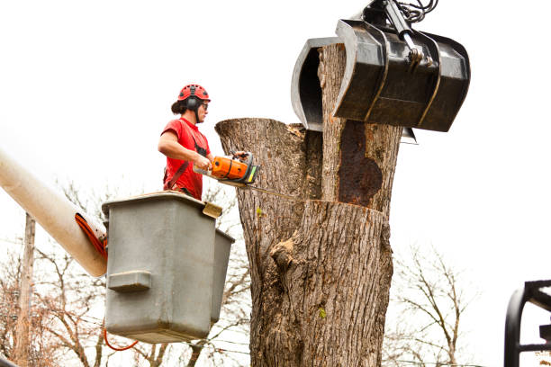 Best Tree Risk Assessment  in Longtown, OK